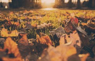 The Beauty of Letting Go and Guide to Loving Fall