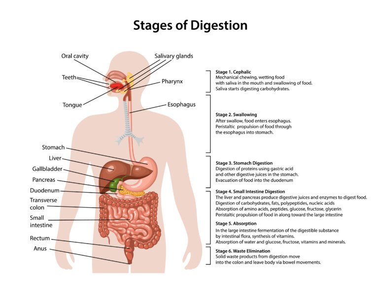 human digestive system